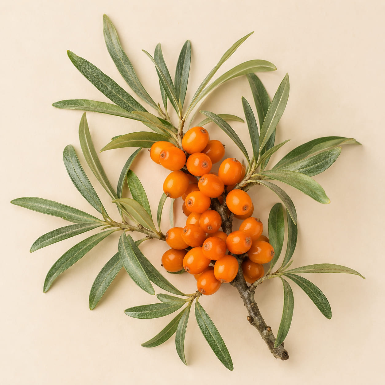 Sea buckthorn berries